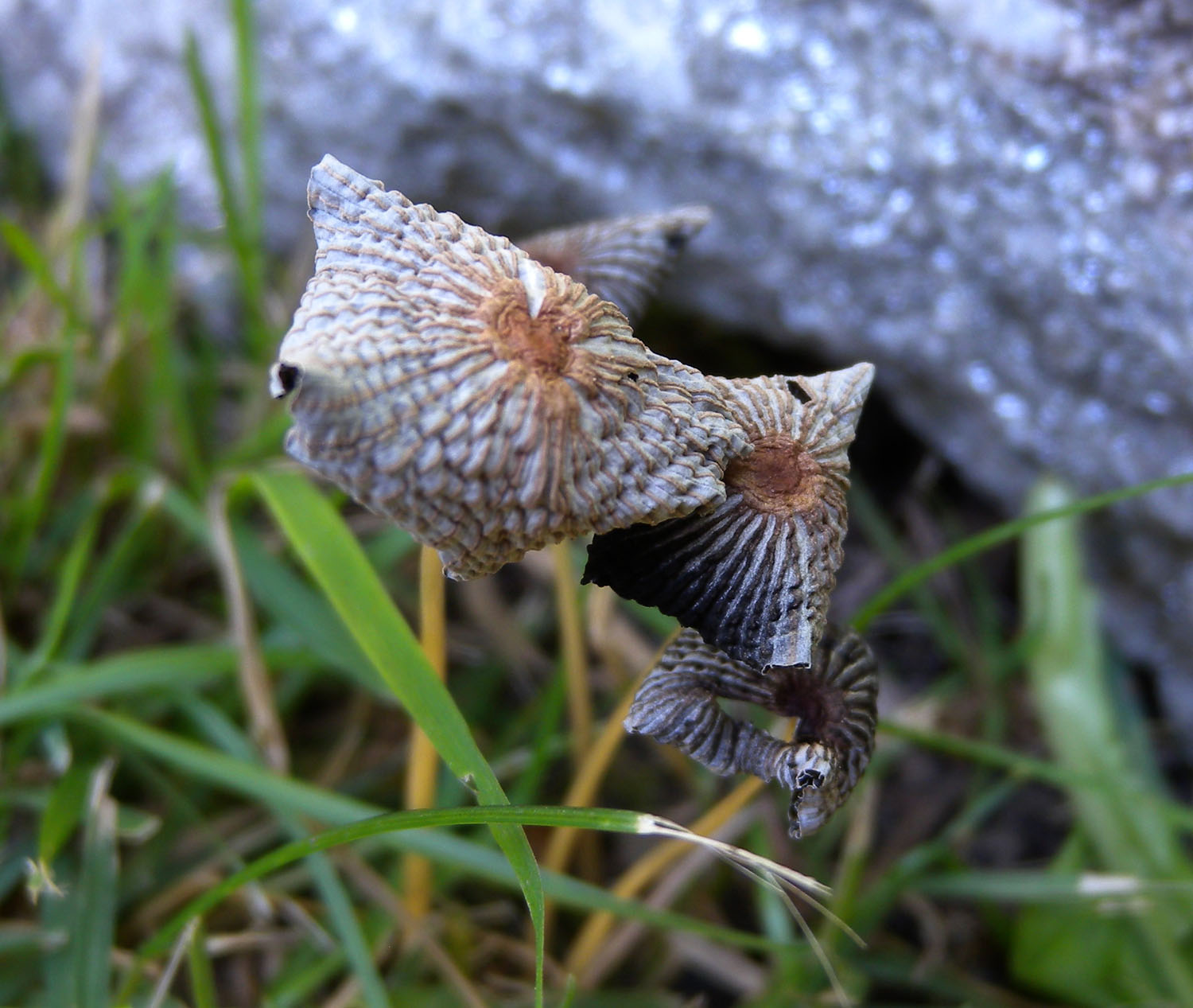 Coprinus ?